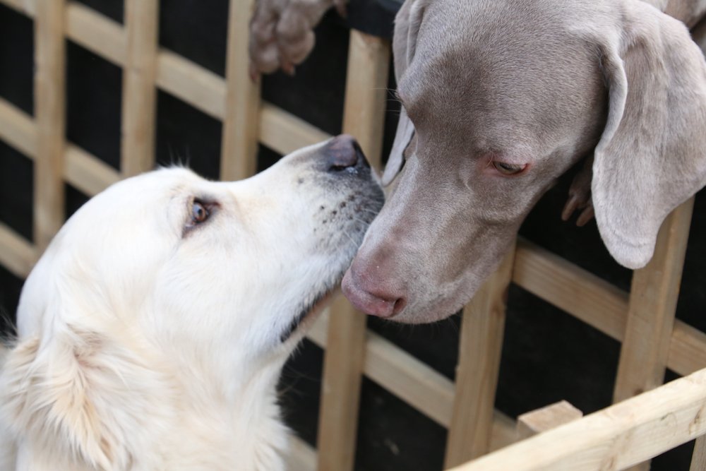 Stórhundakynning 1.-2. október