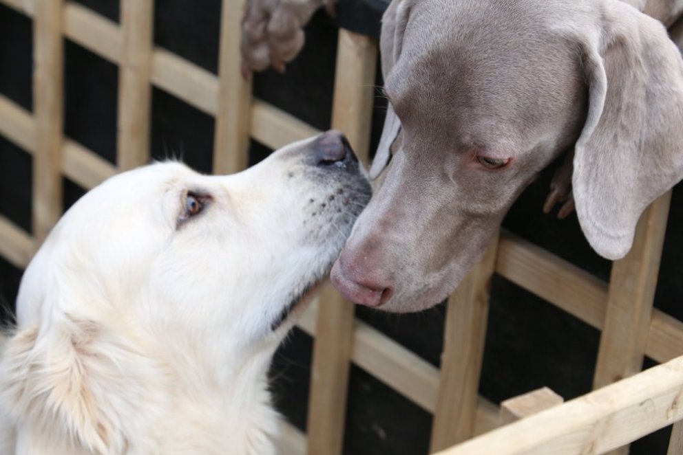 Stórhundakynning 1.-2. október