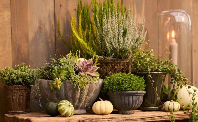 Haustfögnuður í Garðheimum