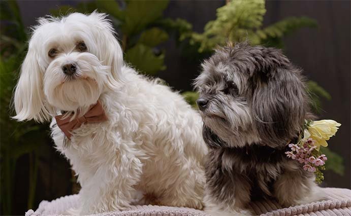 Smáhundakynning um helgina