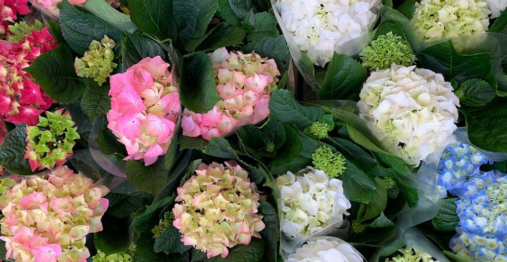 Vorblómamarkaður Garðheima 4. - 7. mars