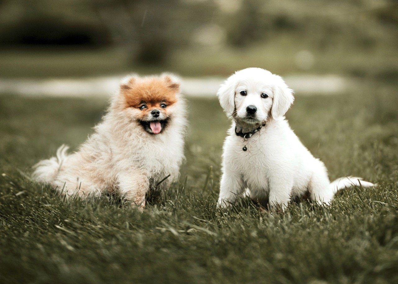 Smáhundakynning 17. - 18. september