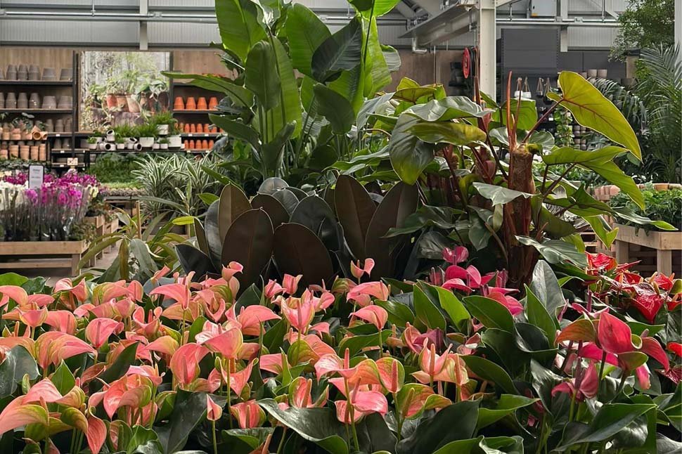 Glæsileg opnunartilboð