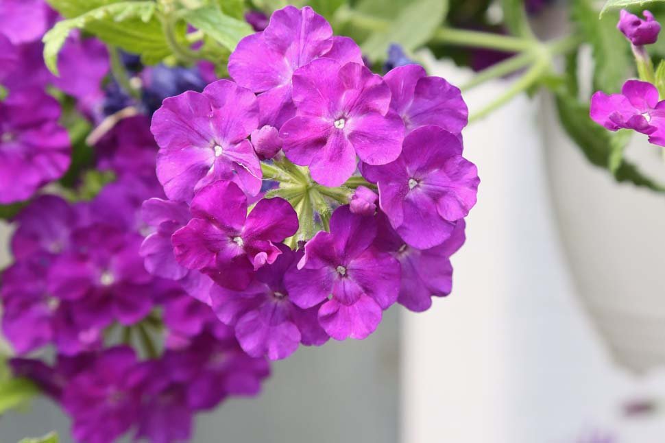 Rýmingar markaðstorg