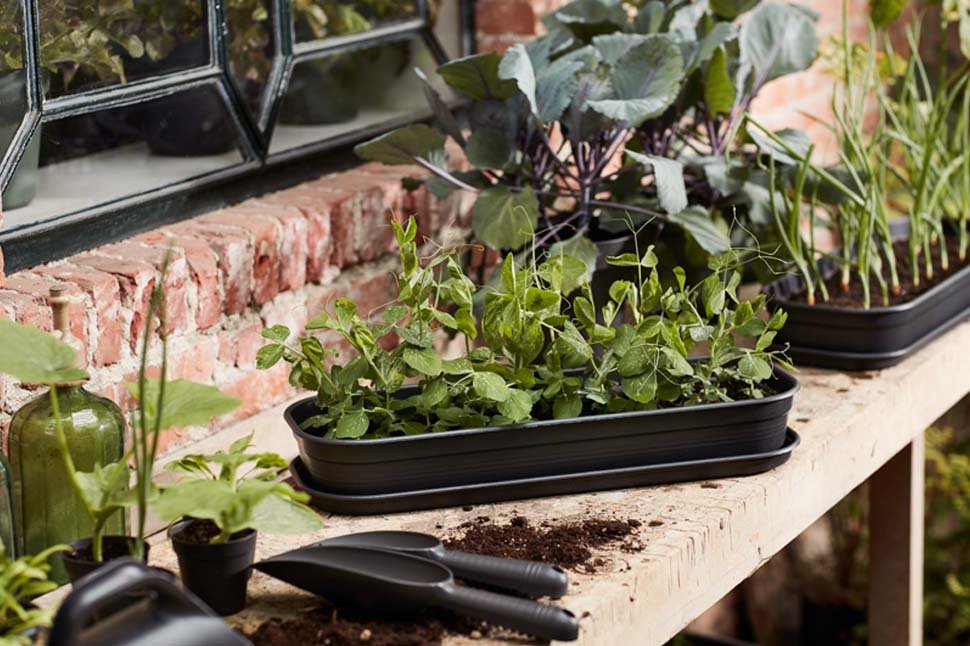 Sáningarhelgi 27.-29. jan