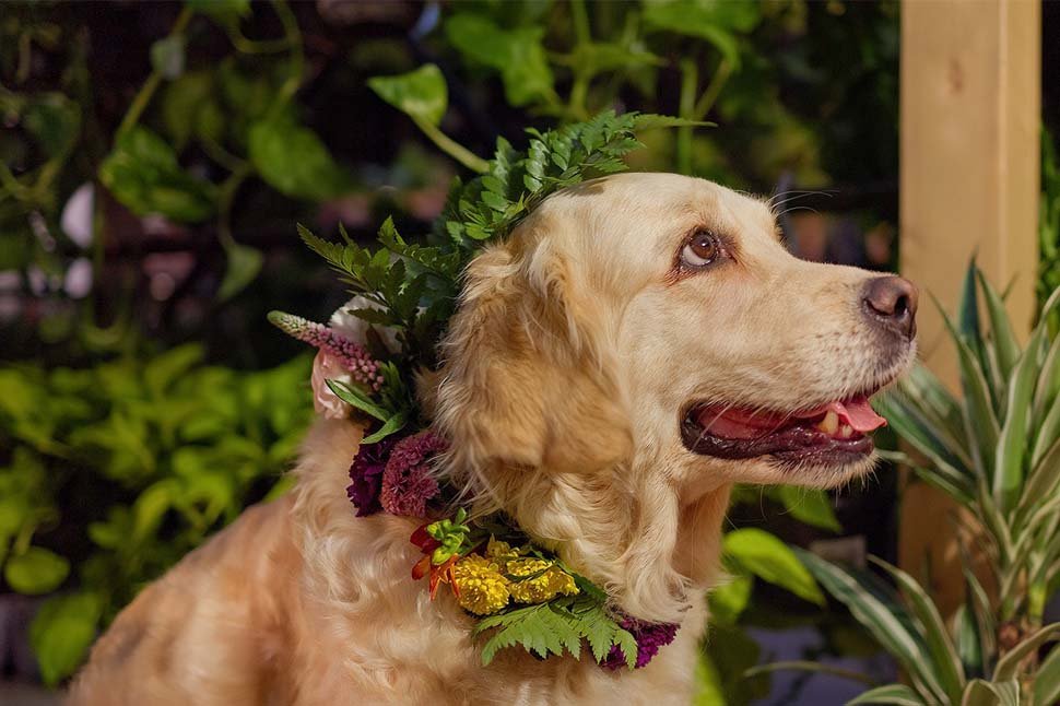 Stórhundakynning um helgina