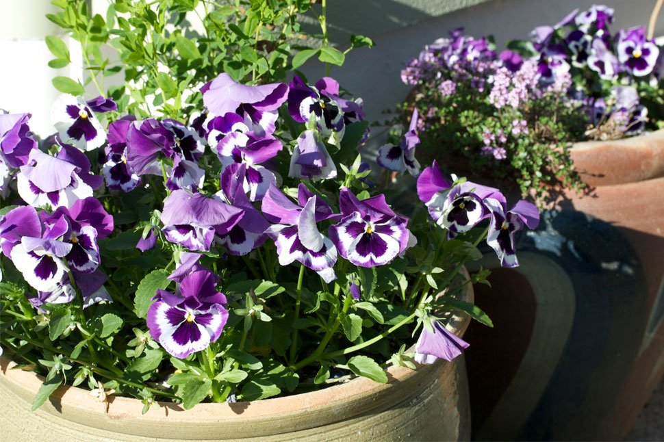 Sumarsmellur Garðheima