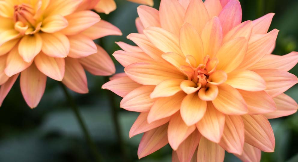 Sumarsmellur 24. júní - 5. júlí