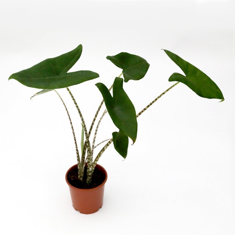 Alocasia Zebrina