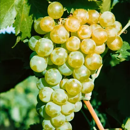 Vitis vinifera 'Phönix' vínberjarunni