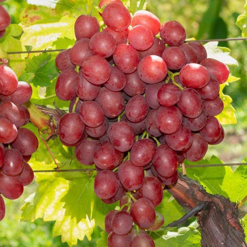 Vitis vinifera 'Vanessa' vínberjarunni