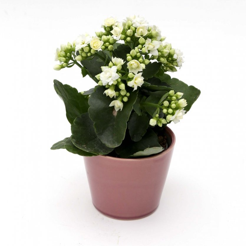 Ástareldur í potti