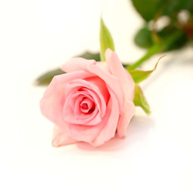 Stök rós 60 cm - innpökkuð