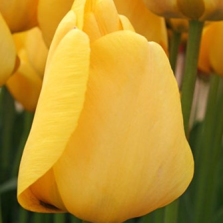 Túlípanar Golden Apeldoorn - gulir, 25 stk