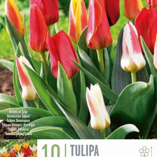 Túlípanar Botanical mixed - blandaðir litir, 10 stk