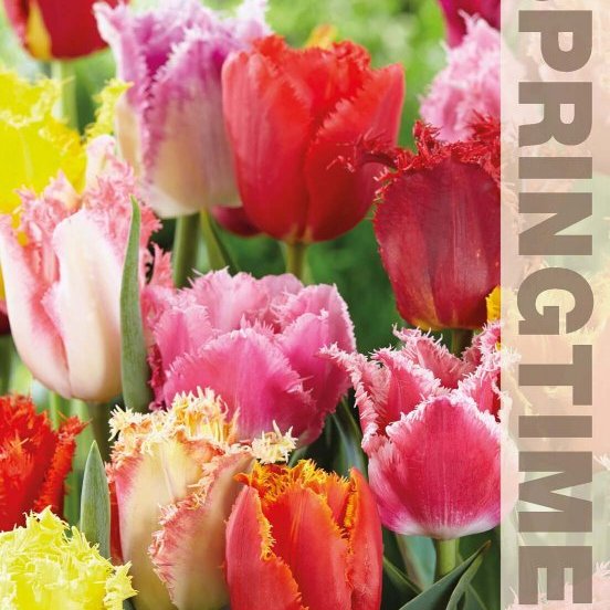Túlípanar rifflaðir - blandaðir, 8 stk