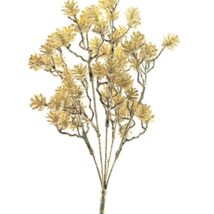 Pine cone bush - kremlitaður