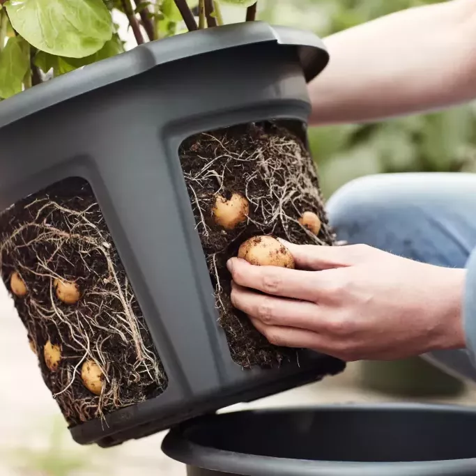 Kartöflupottur - ræktunar