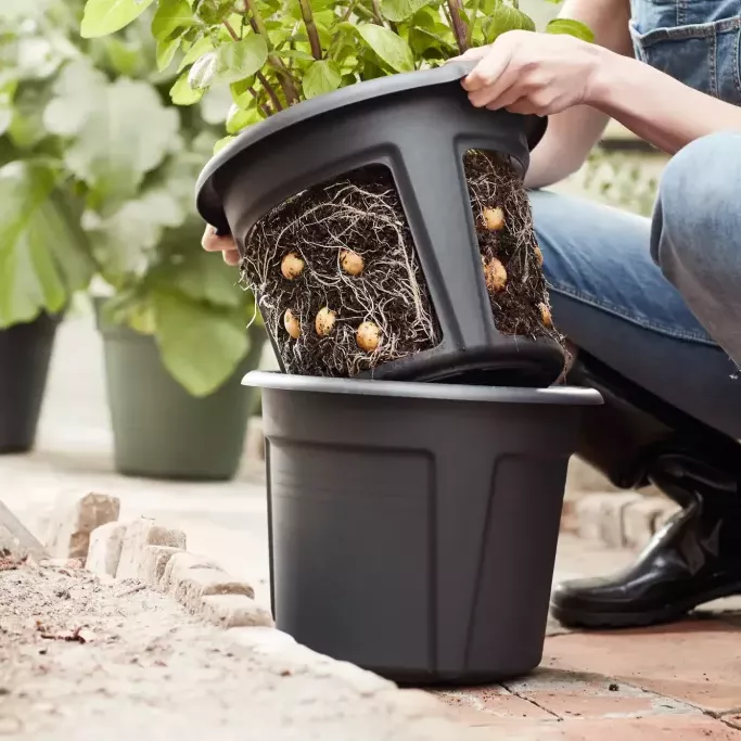 Kartöflupottur - ræktunar