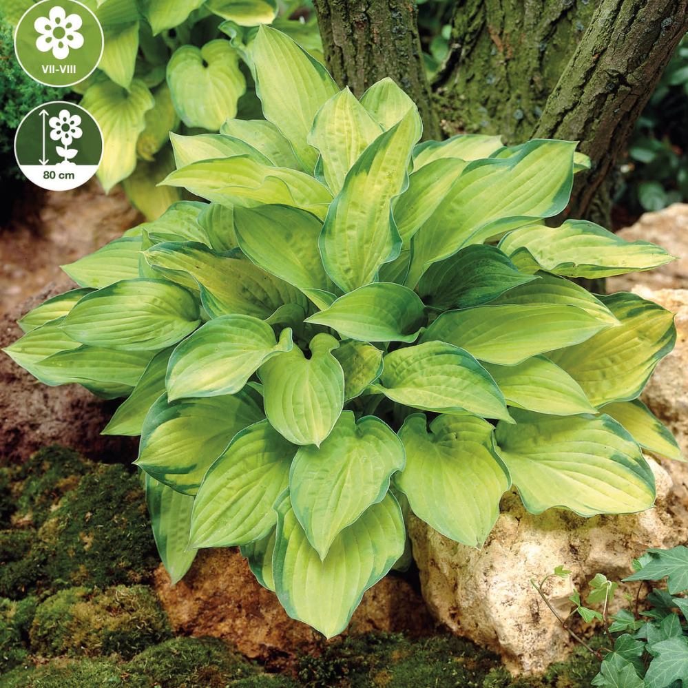 Hosta Gold Standard, 1 stk