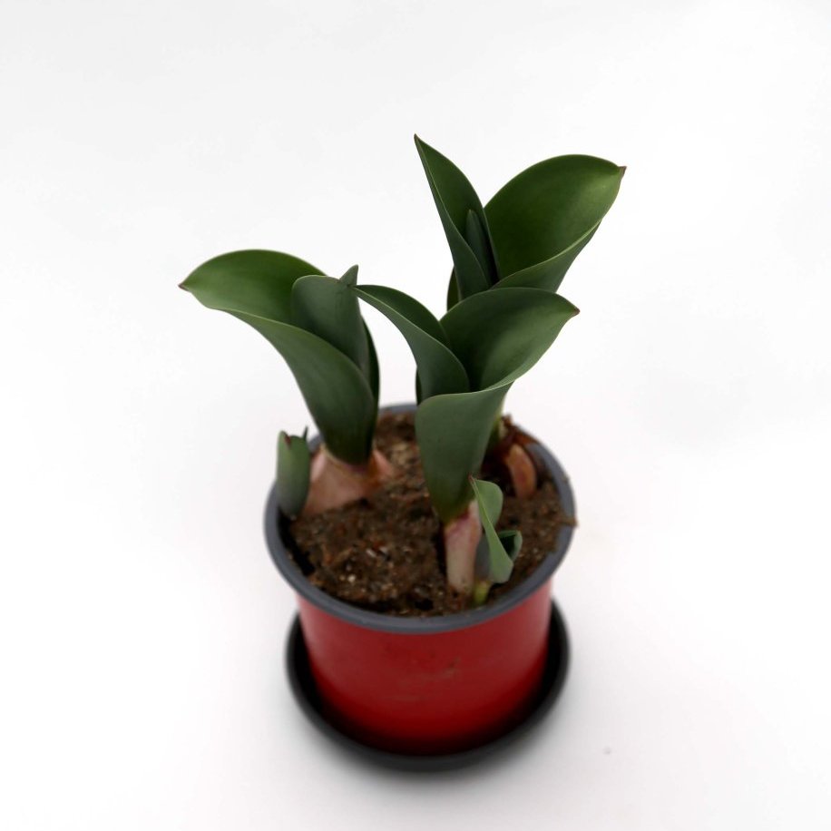 Túlípanar í potti