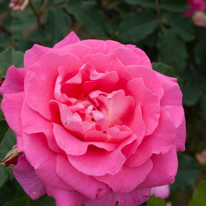 Dornroschen - Dornrós