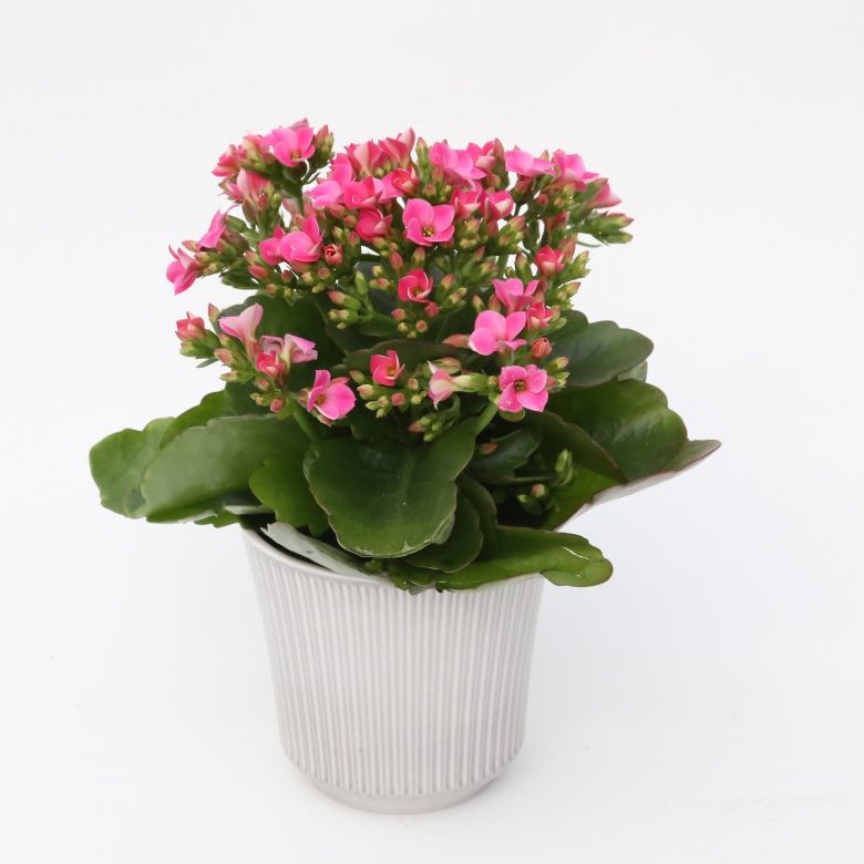 Ástareldur í potti