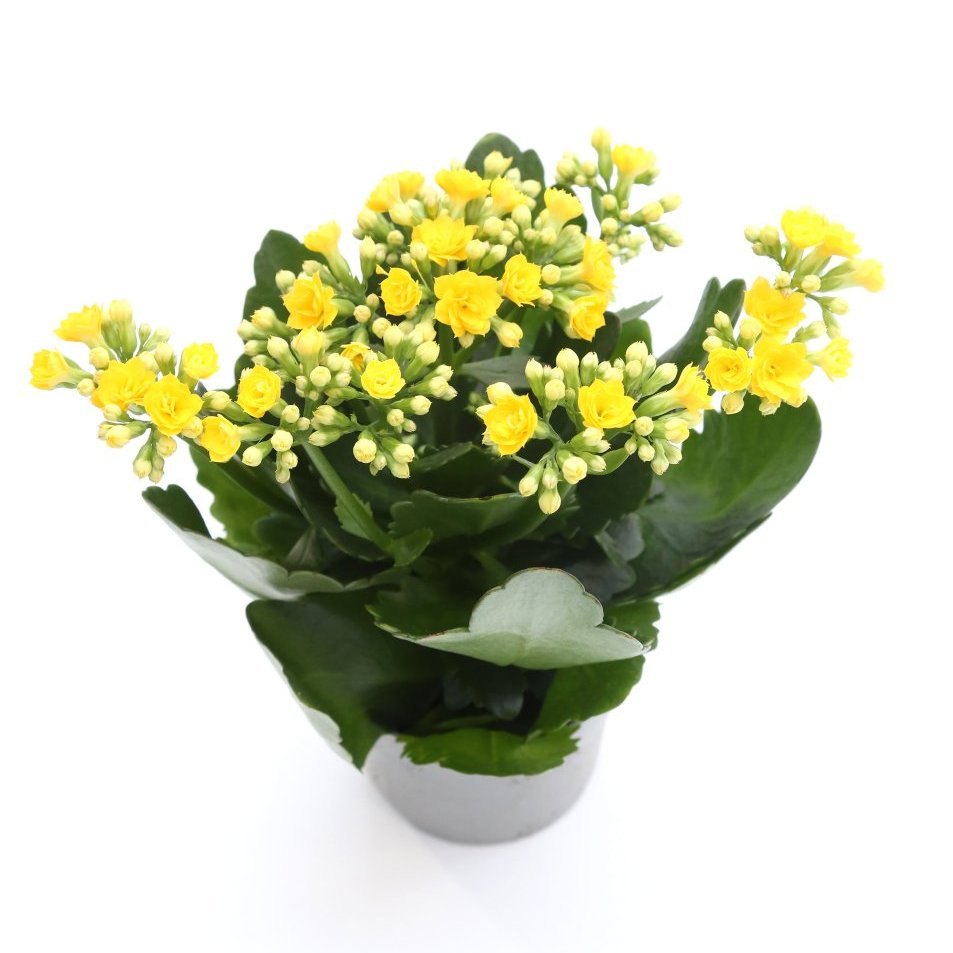 Ástareldur í potti