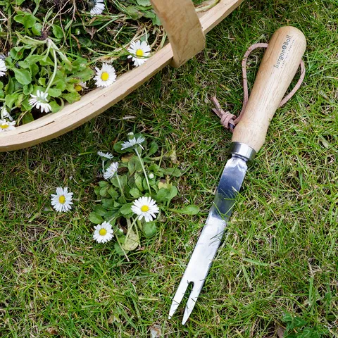 Rótargaffall - Daisy Grubber