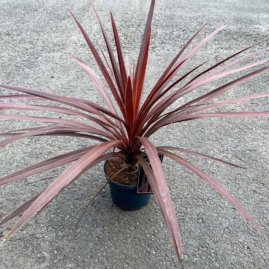 Cordyline