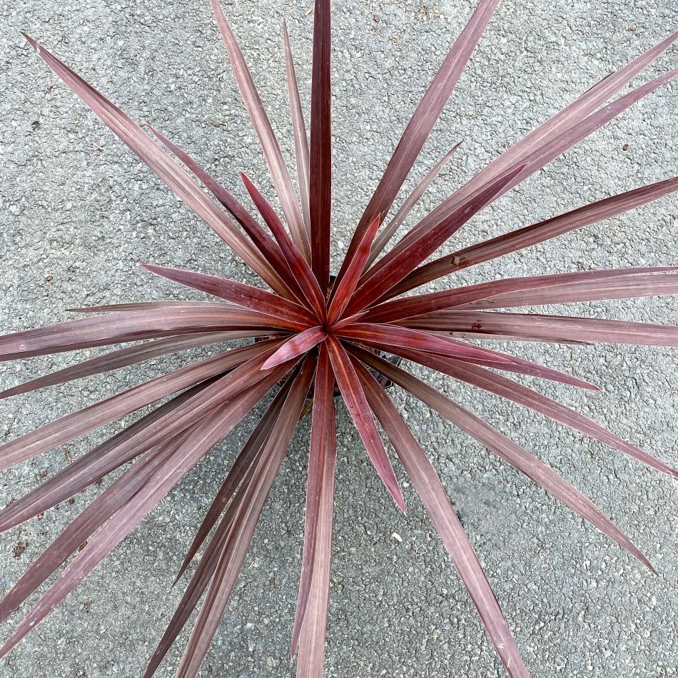 Cordyline