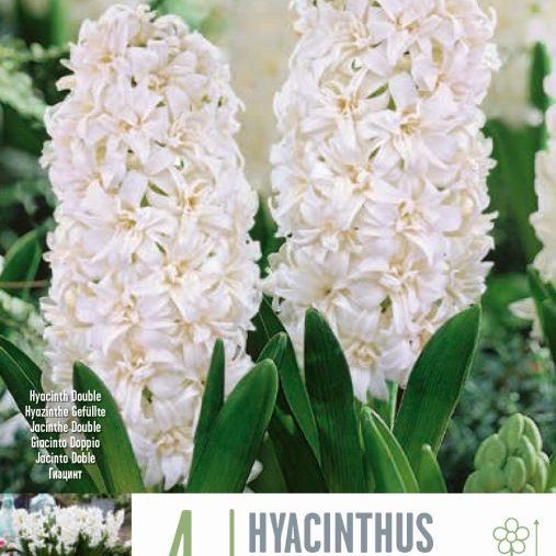 Hýasintulaukar Snow Crystal - hvítir, 3 stk