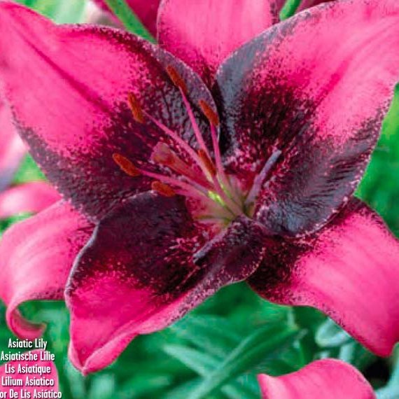 Lilium Purple dream, 3 stk