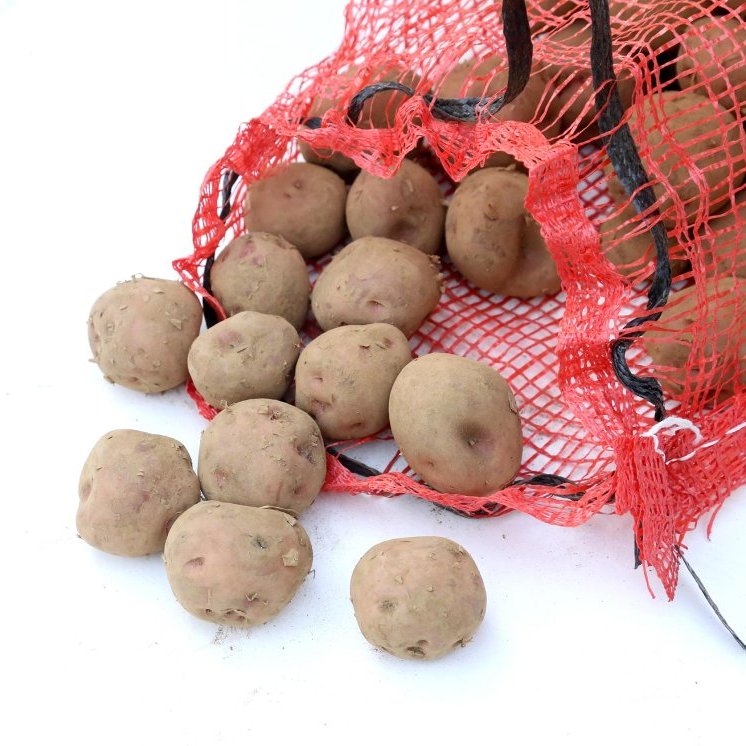 Útsæði Rauðar 5kg