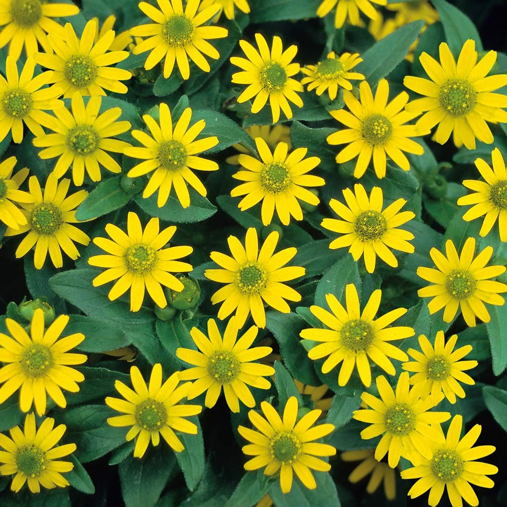 Sólhnappur - Storð