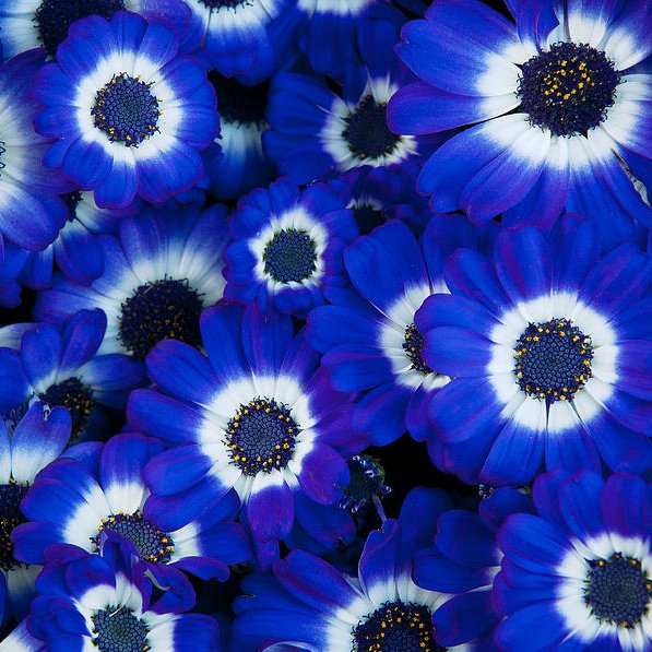 Sólbrúður - Flóra