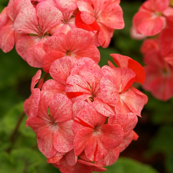 Mánabrúður/ Pelargónía - Storð