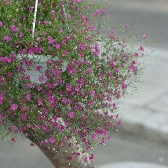 Brúðarslæða - Flóra