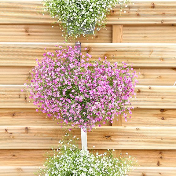 Brúðarslæða - Flóra