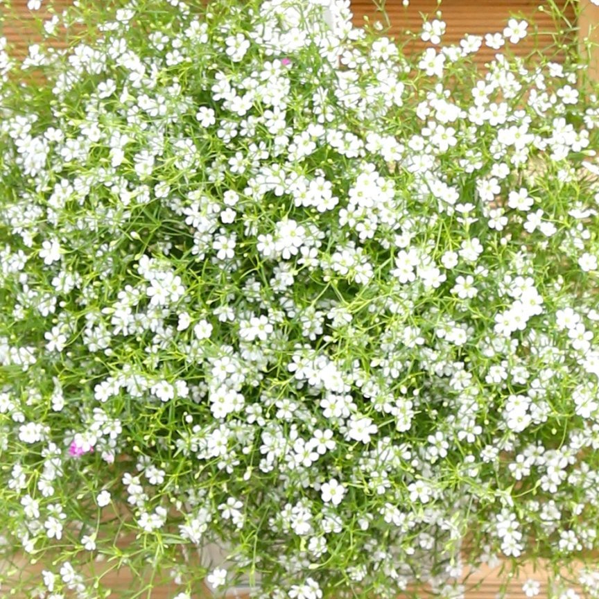 Brúðarslæða - Flóra