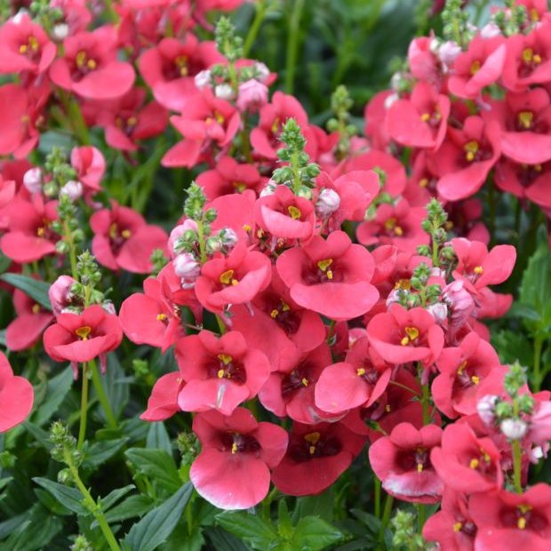 Borgardís/ Tvíburaspori - Storð