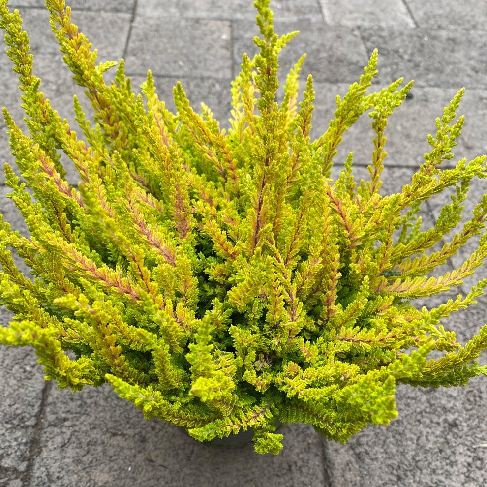 Calluna Zoe, gulgræn