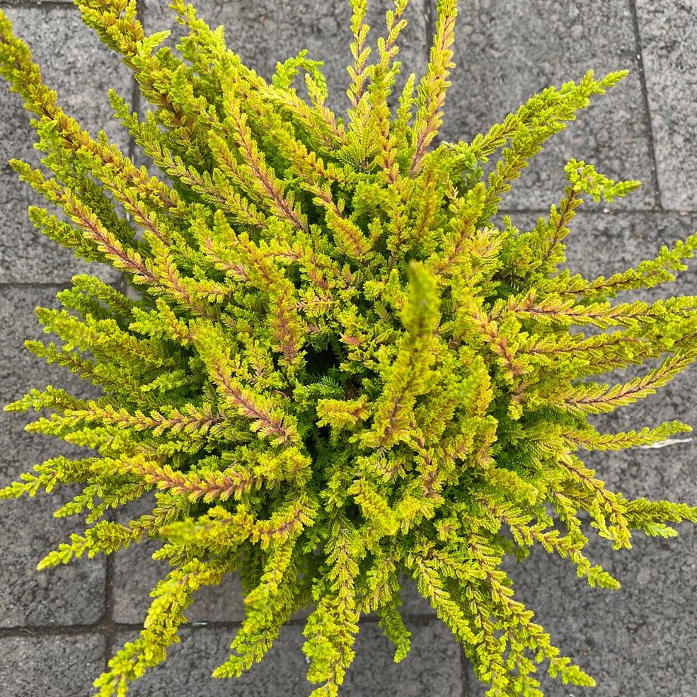 Calluna Zoe, gulgræn