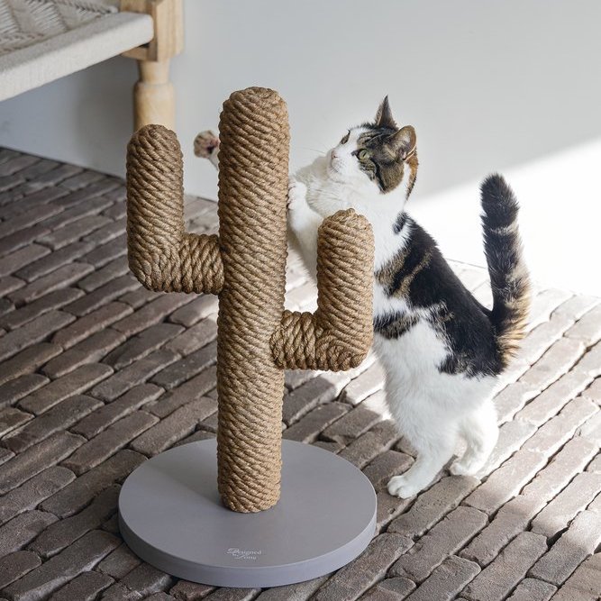 Klórustaur Kaktus - natur