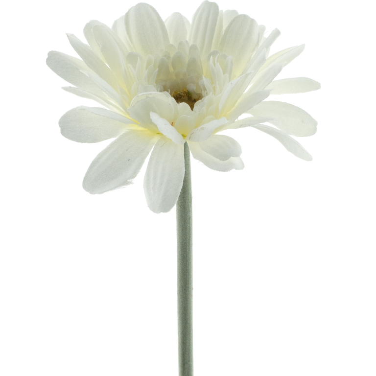 Gerbera Minako