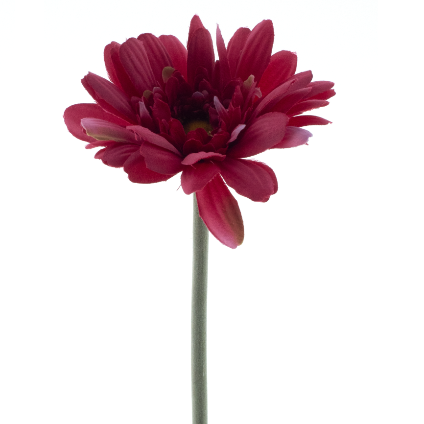 Gerbera Minako