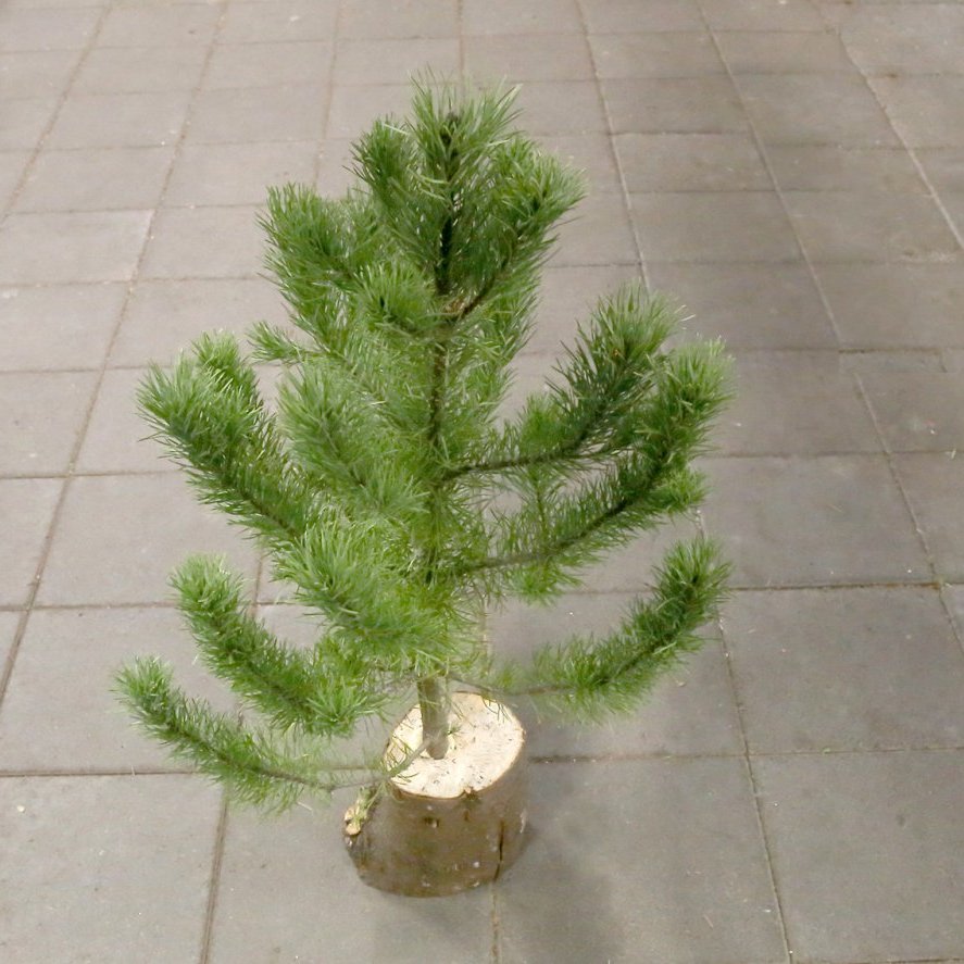 Fura á fæti (Tröpputré)