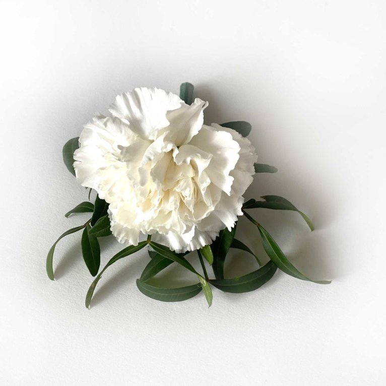 Barmblóm - hvít nellika