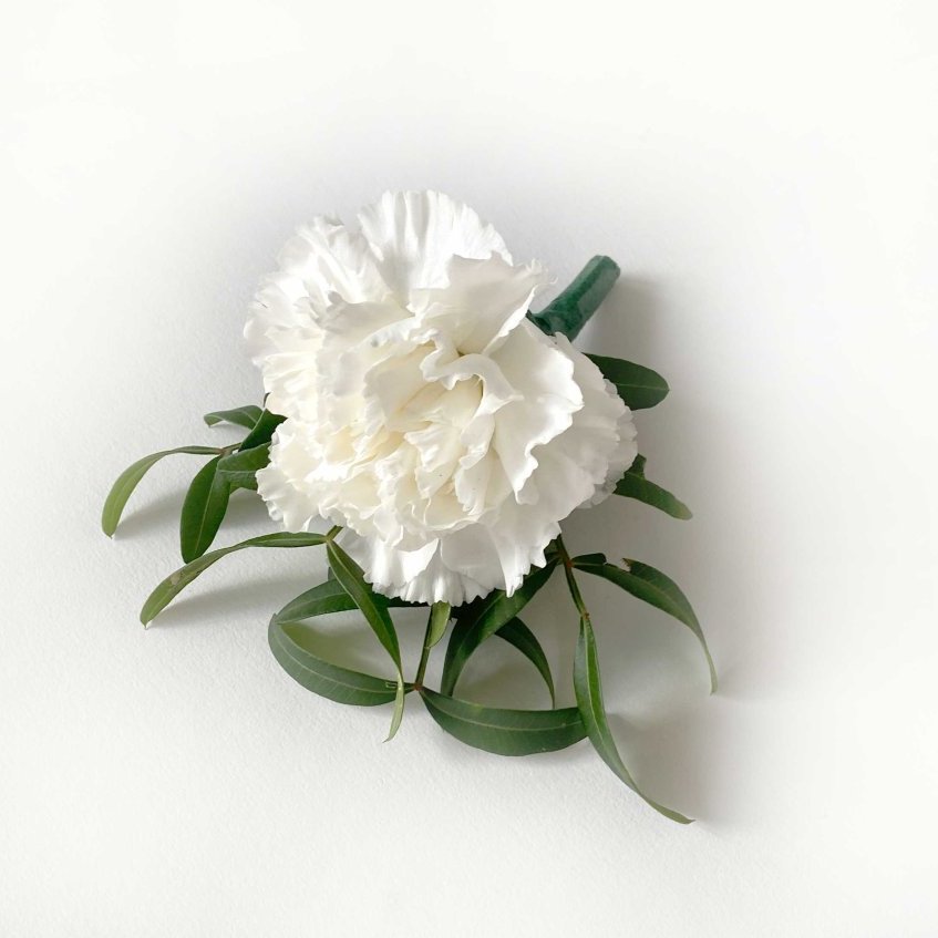 Barmblóm - hvít nellika