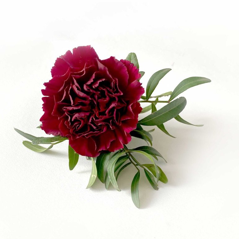 Barmblóm - rauð nellika